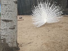 -秦皇岛野生动物园