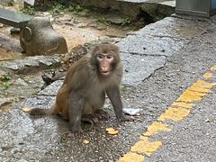 -黔灵山公园