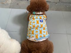 -瑞派康怡24h宠物医院·犬猫医疗中心·微创绝育(瑞景分院)