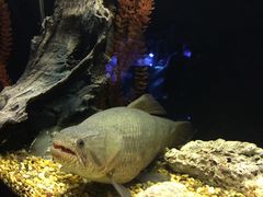 -暹罗海洋世界