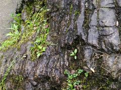 -西岭雪山大飞水景区