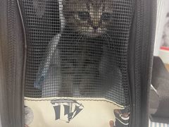 -瑞派长江宠物医院·猫科·外科·24小时夜护(谊城公寓分院)