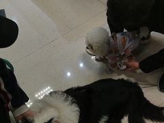 -帕帕拉兹宠物(亚洲旗舰店)