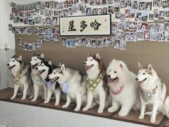 -星多哈·狗咖·拼豆·咖啡