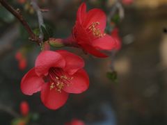 -望江楼公园