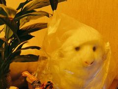 -蒙古人烤羊大师·绿野餐厅(工农大路店)