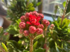 -大桶大足浴(江桥店)