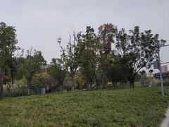 -神仙树公园