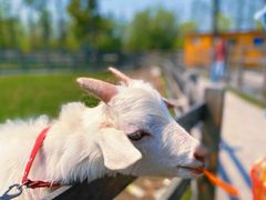 -前小桔亲子创意农场·草莓采摘·露营烧烤