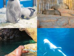 -珠海长隆海洋王国