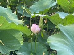 -莲花池公园