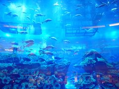 -迪拜水族馆及水下动物园