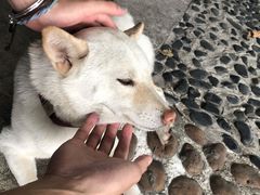 -柴犬高等学院·狗咖·柴犬售卖·宠物训练