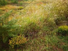 -商洛老君山旅游风景区