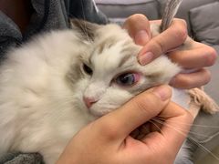 -爱妮康宠物医院·干细胞免疫细胞·肿瘤·心脏(张江店)