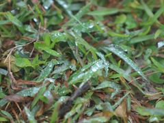-大姆山草场