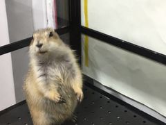 -钓仓鼠(洋桥北里小区店)