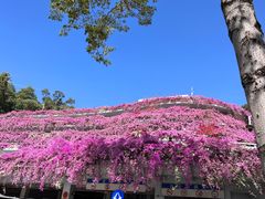 -深圳仙湖植物园