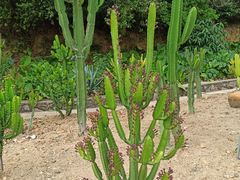 -深圳仙湖植物园