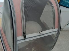 -纳吉亚猫专科动物医院·北北分院