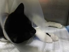 -暖阳宠物医院·犬猫康复中心·骨科