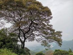-黄埔油麻山森林公园