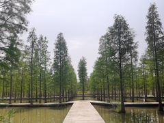 -泗洪洪泽湖湿地景区