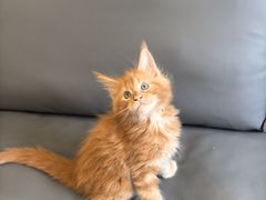 -瑞派康怡24h宠物医院·犬猫医疗中心·微创绝育(瑞景分院)