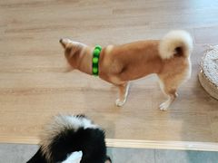 -南京Hallo宠物乐园·哈罗犬舍·柴犬繁育基地