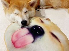 -柴务处·柴犬主题狗咖