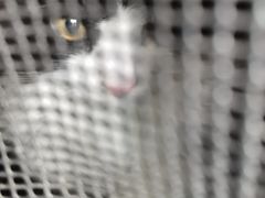 -中农国际动物医院24小时·猫科·骨科·急重症中心