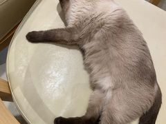 -藏猫猫咖啡主题馆(中央大道店)