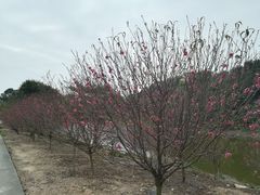 -南国桃园旅游度假区