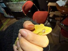 -抱暴龙爬宠·异宠·撸宠撸爬主题馆(大学路店)