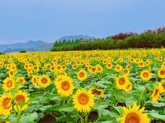 -君乐宝优致牧场