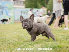 -趣玩宠物乐园寄养训犬训狗游泳池