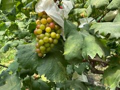 -马陆小张葡萄园农家乐