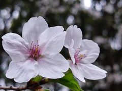 -陆家嘴中心绿地