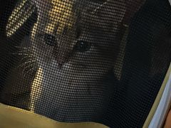 -宠爱国际维尼动物医院·疑难骨科·神经外科·肿瘤科(丰潭路店)