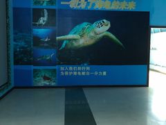 -广东惠东海龟国家级自然保护区