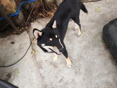 -柴犬高等学院·狗咖·柴犬售卖·宠物训练