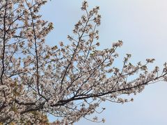 -高东镇樱花园