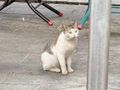 -光明刘冰乳鸽店(光明法政北路店)