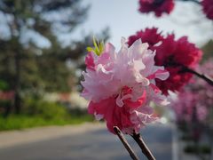 -八大关景区