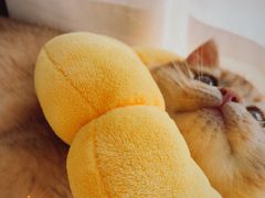 -东方名猫馆·英短金渐层布偶猫舍(环线广场1号楼店)