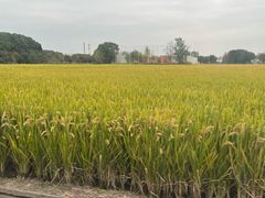 -嘉北郊野公园