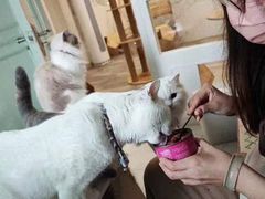 -楼上猫咖(罗湖店)