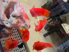 -福禄财东北菜(珠江帝景店)