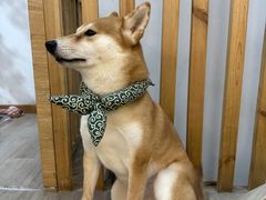 -柴迷FANS CLUB·柴犬狗咖·猫咖