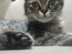 -藏猫猫咖啡主题馆(中央大道店)